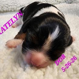 AKC KATELYN - Tri-color female Cavalier King Charles Spaniel puppy in Joplin, Missouri, Missouri from HOL-A-DA CAVALIERS