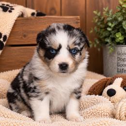 Sarah - Blue merle female Australian Shepherd puppy in Placerville, California from BFF Aussies