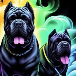 Cane Corso from A&M Kennels