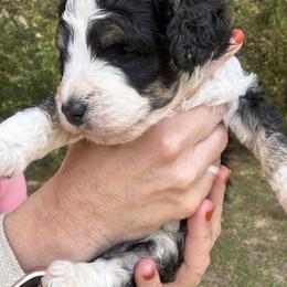 Java- mini bernedoodle - Tri-color male Bernedoodle puppy in Pittsburg, Illinois from Doodles on Rock Creek