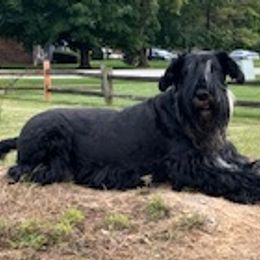 Stella - Giant Schnauzer
