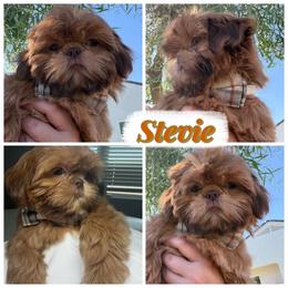 Stevie - Red male Shih Tzu puppy in Austin, Texas from Shih Tzu’s  ‘N’ Love