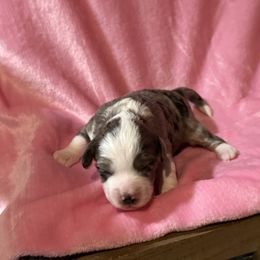 Macy - Blue merle female Aussiedoodle puppy in Fredonia, Pennsylvania from Drew’s Aussies & Doodles