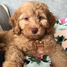 Double Doodle and Goldendoodle Puppies from My Favorite Doodle