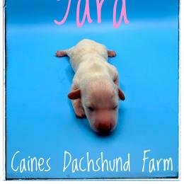 Yara - Cream female Dachshund puppy in Cincinnati, Ohio from Caines Dachshund Farm