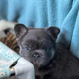Blue Bear - Blue fawn male French Bulldog puppy in Shakopee, Minnesota from Fishie's Frenchies