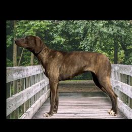 Briar - Mountain Cur