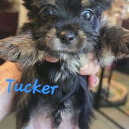 TUCKER - Black and tan male Yorkshire Terrier puppy in Zuni, Virginia from Serendipity Yorkies