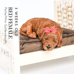 Red - Red  female Goldendoodle puppy in Platteville, Wisconsin from Beck Kennel
