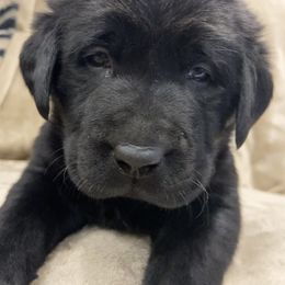 Labrador Retriever Puppies from Retrieving Labradors