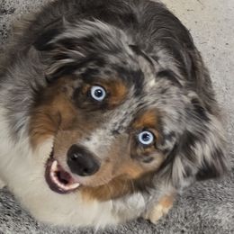 Blu - Australian Shepherd