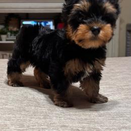 Brooke - Black and tan female Yorkshire Terrier puppy in Cornelia, Georgia from Kruz Kennels