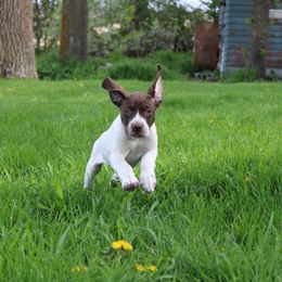 German Shorthaired Pointer Puppies from Erin Eustice