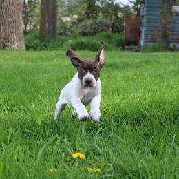 German Shorthaired Pointer Puppies from Erin Eustice