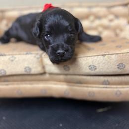 Mickey - Black male Schnoodle puppy in Atoka, Oklahoma from Boggy Depot Cavaliers & Friends
