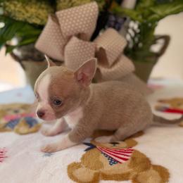 Monte - Chocolate blue male Chihuahua puppy in Harrison, Michigan from Cloud9 Chihuahuas
