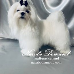 Elya - Maltese