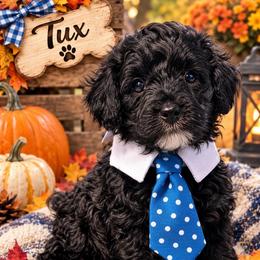 Tux - Black and white male Cavapoo puppy in Cooper City, Florida from Jenny La Bone