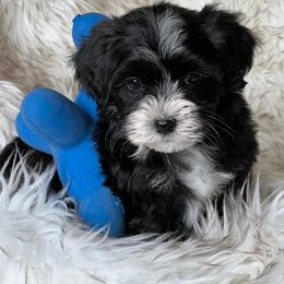 Havanese and Pug Puppies from Casa Blanca Pugs & Mardi Gras Havanese