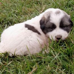 Puppy ID 92255 - White and badger male Great Pyrenees puppy in Leicester, North Carolina from Randall Glen Pyrenees