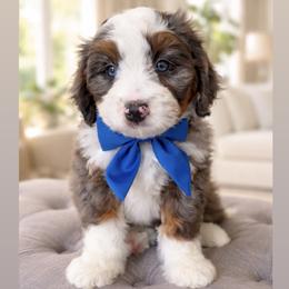Tucker - Blue merle male Bernedoodle puppy in Ormond Beach, Florida from Florida Coast Doodles