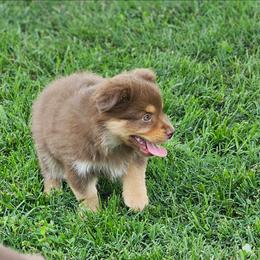 Hope - Red tri female Miniature Australian Shepherd puppy in Owensboro, Kentucky from JnT's Bluegrass Mini Aussies