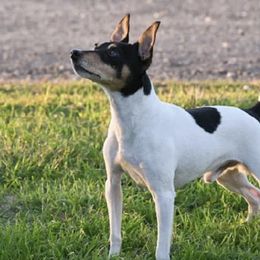 Toy Fox Terriers from Tombstone TFTs
