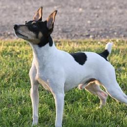 Toy Fox Terriers from Tombstone TFTs