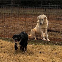 Zena - Black tri-color female Australian Shepherd puppy in Piedmont, Oklahoma from HeartDriven Aussies