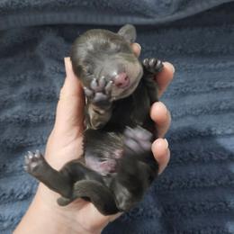 Han- AKC - Gray (blue) and tan male Dachshund puppy in Loganville, Georgia from Royal Dackel Haus