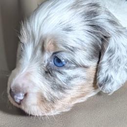 Sage - Dapple female Dachshund puppy in Buckeye, Arizona from Duran Dachshunds