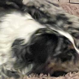 Australian Shepherds from Eileensaussies