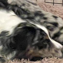 Australian Shepherds from Eileensaussies