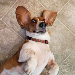 Willow - Basset Hound