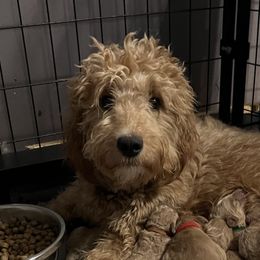 Prim - Goldendoodle