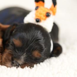 Tigger - Black and tan male Cavalier King Charles Spaniel puppy in Greensboro, North Carolina from Hyde Park Cavaliers