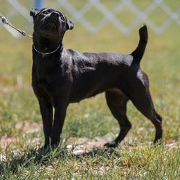 Aura - Patterdale Terrier