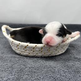 Drift - Black and tan male Pembroke Welsh Corgi puppy in Waco, Texas from The Comma Corgis