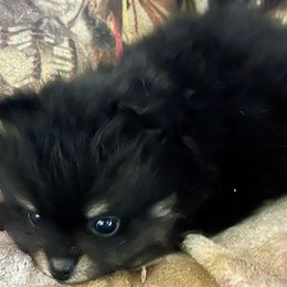 Pomeranian Puppies from Cherokee Pomeranians