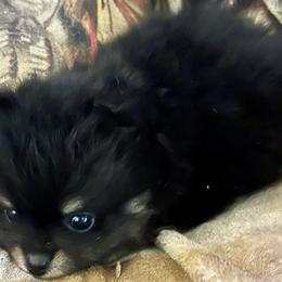 Pomeranian Puppies from Cherokee Pomeranians