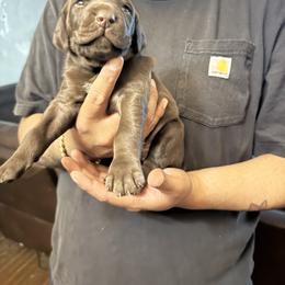 Kennedy - Liver male German Shorthaired Pointer puppy in Eagle Pass, Texas from Rockin’ RMB