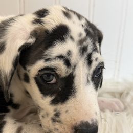 Gemma - Harlequin female Great Dane puppy in Hutchinson, Kansas from Dappled Danes
