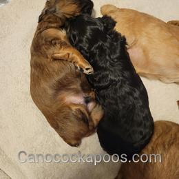 Cockapoo Puppies from Cano Cockapoos