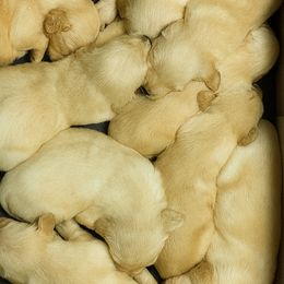 Kona Boy 4 - Golden male Golden Retriever puppy in Fort Morgan, Colorado from Golden Girls Kennels, LLC