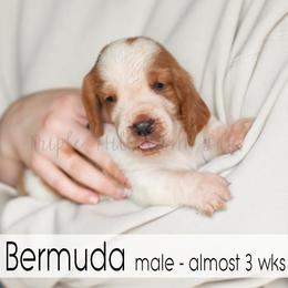 Bermuda - Red and white male Basset Hound puppy in Jefferson City, Missouri from Triple Hill Farm