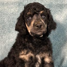 Poodle Puppies from Deblyns Poodles