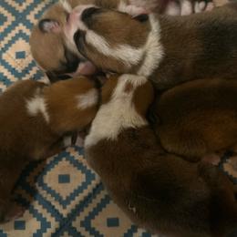 Jones - Red male Pembroke Welsh Corgi puppy in Inola, Oklahoma from Pine Lane Pembrokes