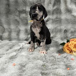 Great Dane Puppies from Catskills Greatest Danes