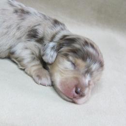 Ozzy - Dapple male Dachshund puppy in Pana, Illinois from Doxie Waggin Tails