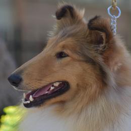 Collie puppies from Brookwood Collies, Smooth & Rough